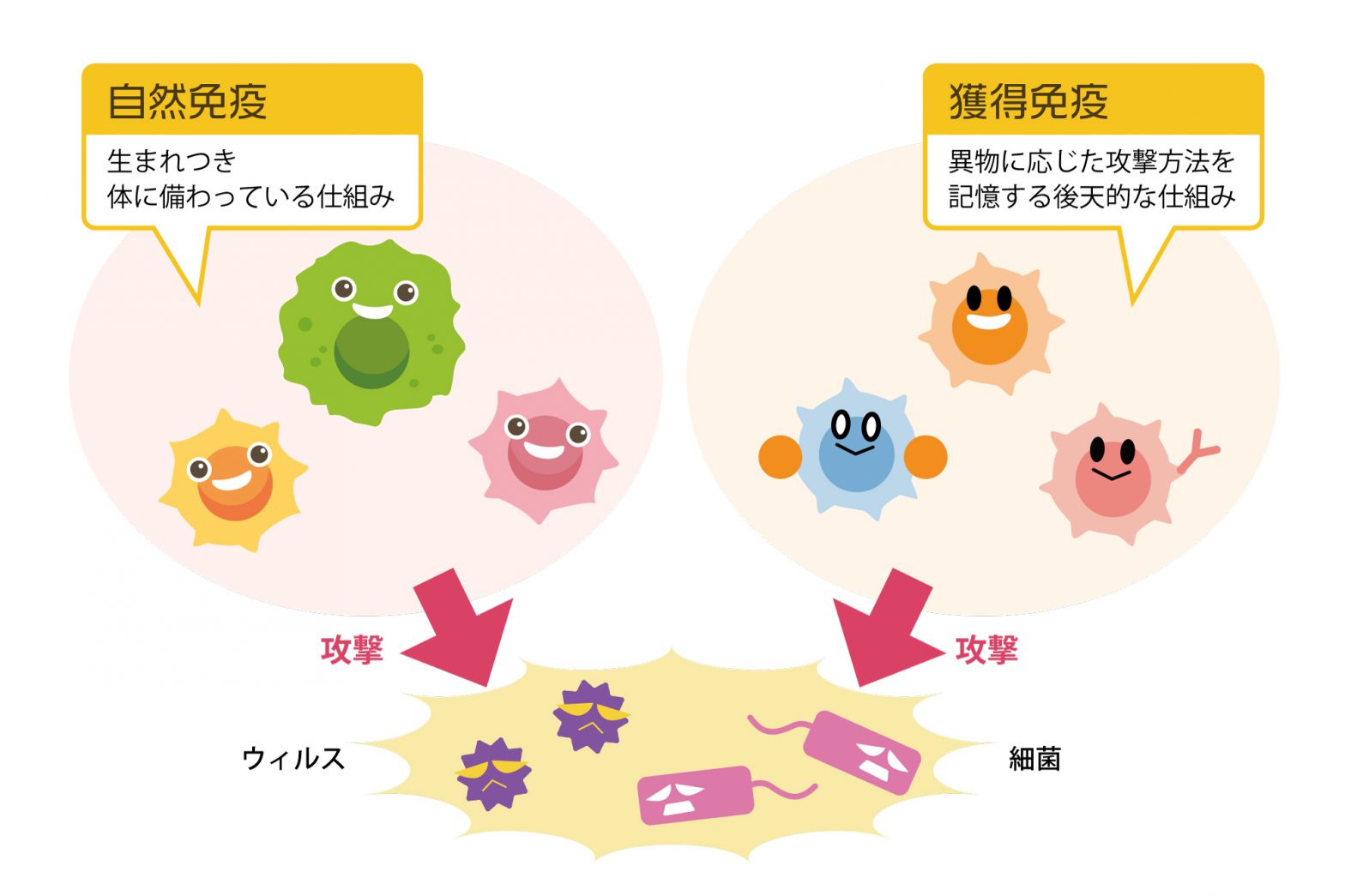 コロナのワクチンと免疫①｜福井市の高血圧治療なら「たかさわ内科」